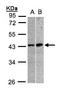 Muscleblind like 3 isoform G antibody, orb69837, Biorbyt, Western Blot image 