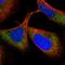 Tetratricopeptide Repeat Domain 38 antibody, HPA029302, Atlas Antibodies, Immunofluorescence image 