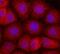 Growth Differentiation Factor 9 antibody, MAB8266, R&D Systems, Immunofluorescence image 