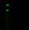 Carboxypeptidase A1 antibody, 10504-RP02, Sino Biological, Western Blot image 