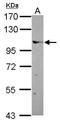 Elongin A antibody, NBP2-16320, Novus Biologicals, Western Blot image 