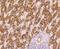 AMBP antibody, NBP2-76910, Novus Biologicals, Immunohistochemistry frozen image 