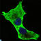 Death Domain Associated Protein antibody, LS-C812566, Lifespan Biosciences, Immunofluorescence image 