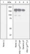 Insulin Receptor Substrate 1 antibody, 44-816G, Invitrogen Antibodies, Western Blot image 