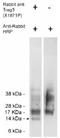 Chondrosarcoma-associated gene 2/3 protein antibody, AP05264PU-N, Origene, Western Blot image 