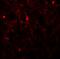 FXYD Domain Containing Ion Transport Regulator 7 antibody, A15981, Boster Biological Technology, Immunofluorescence image 