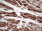 Adiponectin, C1Q And Collagen Domain Containing antibody, LS-C790318, Lifespan Biosciences, Immunohistochemistry paraffin image 