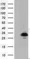 Pyrroline-5-Carboxylate Reductase 2 antibody, MA5-25281, Invitrogen Antibodies, Western Blot image 