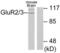 Glutamate Ionotropic Receptor AMPA Type Subunit 2 antibody, LS-C118463, Lifespan Biosciences, Western Blot image 
