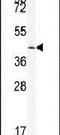 Sirtuin 6 antibody, PA5-13225, Invitrogen Antibodies, Western Blot image 