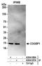 CGG Triplet Repeat Binding Protein 1 antibody, A304-036A, Bethyl Labs, Immunoprecipitation image 