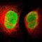 Family With Sequence Similarity 50 Member A antibody, PA5-51968, Invitrogen Antibodies, Immunofluorescence image 