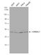CAMP Responsive Element Binding Protein 3 Like 1 antibody, NBP1-31017, Novus Biologicals, Western Blot image 