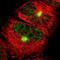 Lemur Tyrosine Kinase 2 antibody, NBP1-89320, Novus Biologicals, Immunofluorescence image 