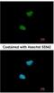 NIMA Related Kinase 11 antibody, NBP2-19509, Novus Biologicals, Immunocytochemistry image 