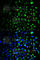Hexokinase 1 antibody, A1054, ABclonal Technology, Immunofluorescence image 