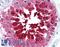 TPX2 Microtubule Nucleation Factor antibody, LS-B1910, Lifespan Biosciences, Immunohistochemistry frozen image 