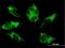 Cytochrome C Oxidase Subunit 6B1 antibody, H00001340-B01P, Novus Biologicals, Immunocytochemistry image 