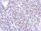 Ribosomal RNA Processing 12 Homolog antibody, NBP2-15105, Novus Biologicals, Immunohistochemistry frozen image 