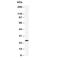 Growth Factor Receptor Bound Protein 2 antibody, R30655, NSJ Bioreagents, Western Blot image 