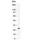 GRB2 antibody, R30655, NSJ Bioreagents, Western Blot image 