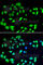 ADP Ribosylation Factor GTPase Activating Protein 1 antibody, A7118, ABclonal Technology, Immunofluorescence image 