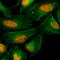 H2A Histone Family Member X antibody, GTX60914, GeneTex, Immunofluorescence image 