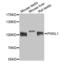 Piwi Like RNA-Mediated Gene Silencing 1 antibody, orb136968, Biorbyt, Western Blot image 