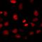 HIRA Interacting Protein 3 antibody, LS-C668549, Lifespan Biosciences, Immunofluorescence image 