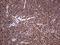 SUMO1 Activating Enzyme Subunit 1 antibody, NBP2-45683, Novus Biologicals, Immunohistochemistry frozen image 