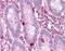 Eukaryotic Translation Elongation Factor 2 antibody, NBP1-54383, Novus Biologicals, Immunohistochemistry frozen image 