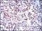 BMI1 Proto-Oncogene, Polycomb Ring Finger antibody, NBP2-22204, Novus Biologicals, Immunohistochemistry paraffin image 