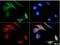 ATP Binding Cassette Subfamily A Member 1 antibody, PA1-32129, Invitrogen Antibodies, Immunofluorescence image 