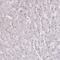 BRCA1 Associated RING Domain 1 antibody, HPA044864, Atlas Antibodies, Immunohistochemistry frozen image 
