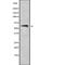 Cell Division Cycle 6 antibody, abx149131, Abbexa, Western Blot image 