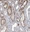 Cathepsin A antibody, NBP1-89728, Novus Biologicals, Immunohistochemistry frozen image 