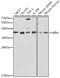 NFKB Inhibitor Alpha antibody, GTX35198, GeneTex, Western Blot image 