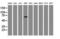 Tripartite Motif Containing 9 antibody, LS-C175098, Lifespan Biosciences, Western Blot image 