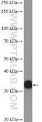 Heterogeneous Nuclear Ribonucleoprotein A0 antibody, 10848-1-AP, Proteintech Group, Western Blot image 