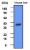 Betaine--Homocysteine S-Methyltransferase antibody, NBP1-04264, Novus Biologicals, Western Blot image 