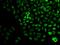 SWI/SNF Related, Matrix Associated, Actin Dependent Regulator Of Chromatin, Subfamily A, Member 4 antibody, GTX35204, GeneTex, Immunocytochemistry image 