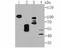 Protein O-Glucosyltransferase 2 antibody, NBP2-75549, Novus Biologicals, Western Blot image 