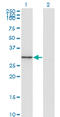 Fibrinogen Like 1 antibody, LS-C197219, Lifespan Biosciences, Western Blot image 