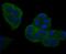 Nuclear Factor Kappa B Subunit 2 antibody, NBP2-66977, Novus Biologicals, Immunofluorescence image 