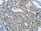 Angiopoietin 2 antibody, CSB-PA083784, Cusabio, Immunohistochemistry paraffin image 