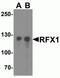 Regulatory Factor X1 antibody, NBP2-82031, Novus Biologicals, Western Blot image 