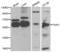 Fatty Acid Amide Hydrolase antibody, abx001088, Abbexa, Western Blot image 