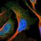 Ring Finger Protein 130 antibody, NBP1-81858, Novus Biologicals, Immunofluorescence image 