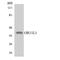 Olfactory Receptor Family 11 Subfamily L Member 1 antibody, A17760, Boster Biological Technology, Western Blot image 