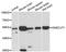 One Cut Homeobox 1 antibody, A12774, ABclonal Technology, Western Blot image 